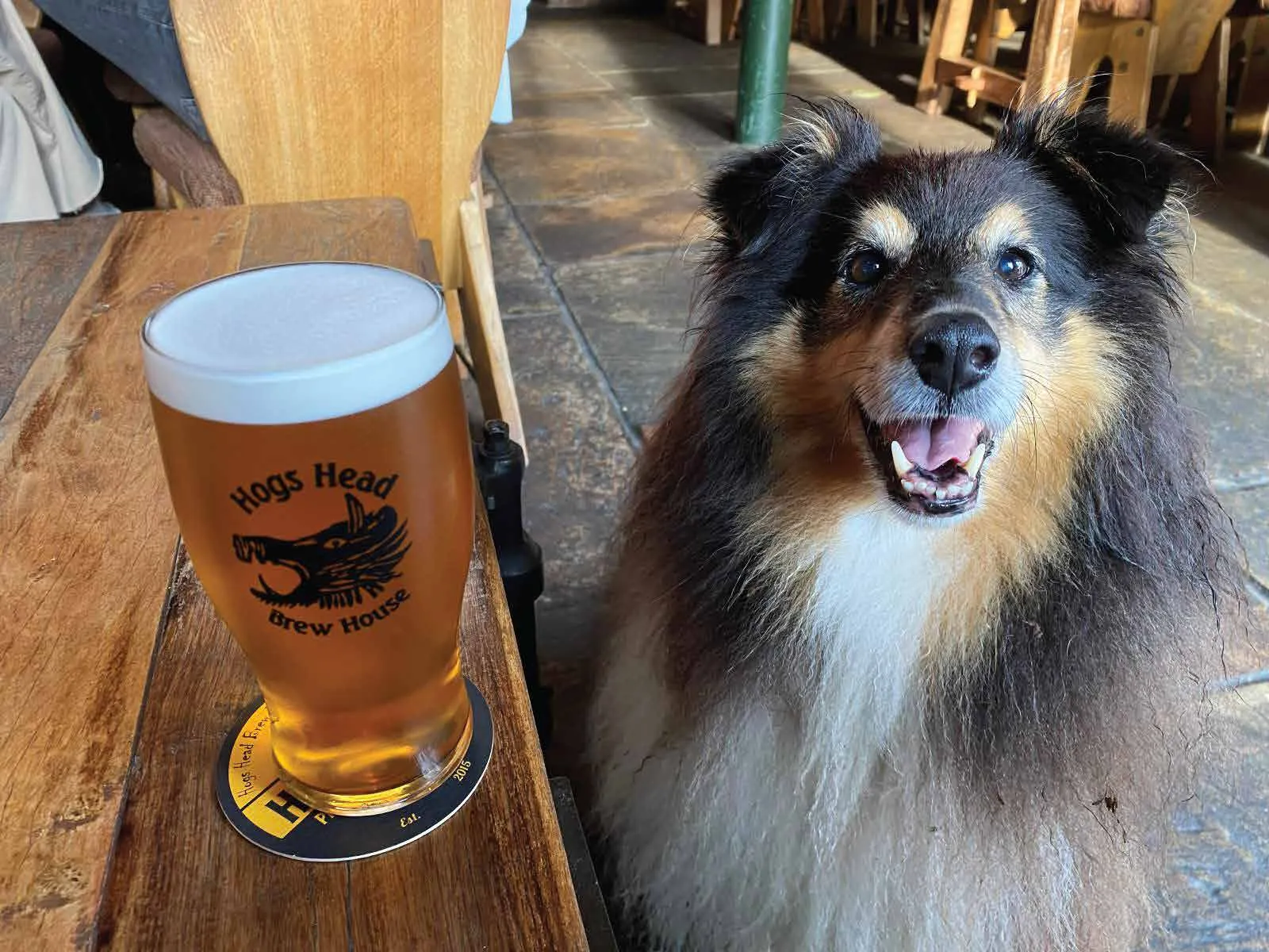 Dog and Pint